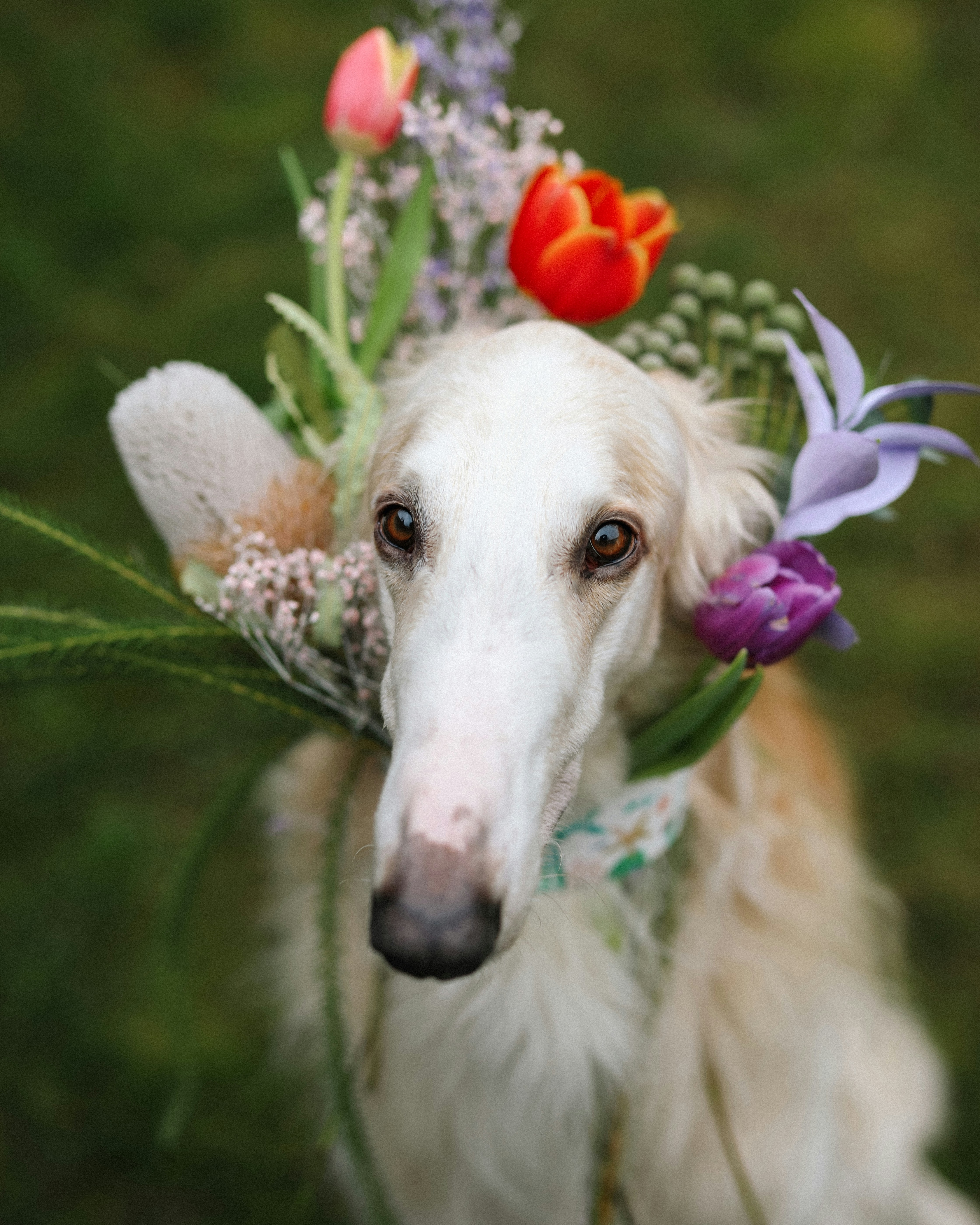 Borzoi with flowers on his face