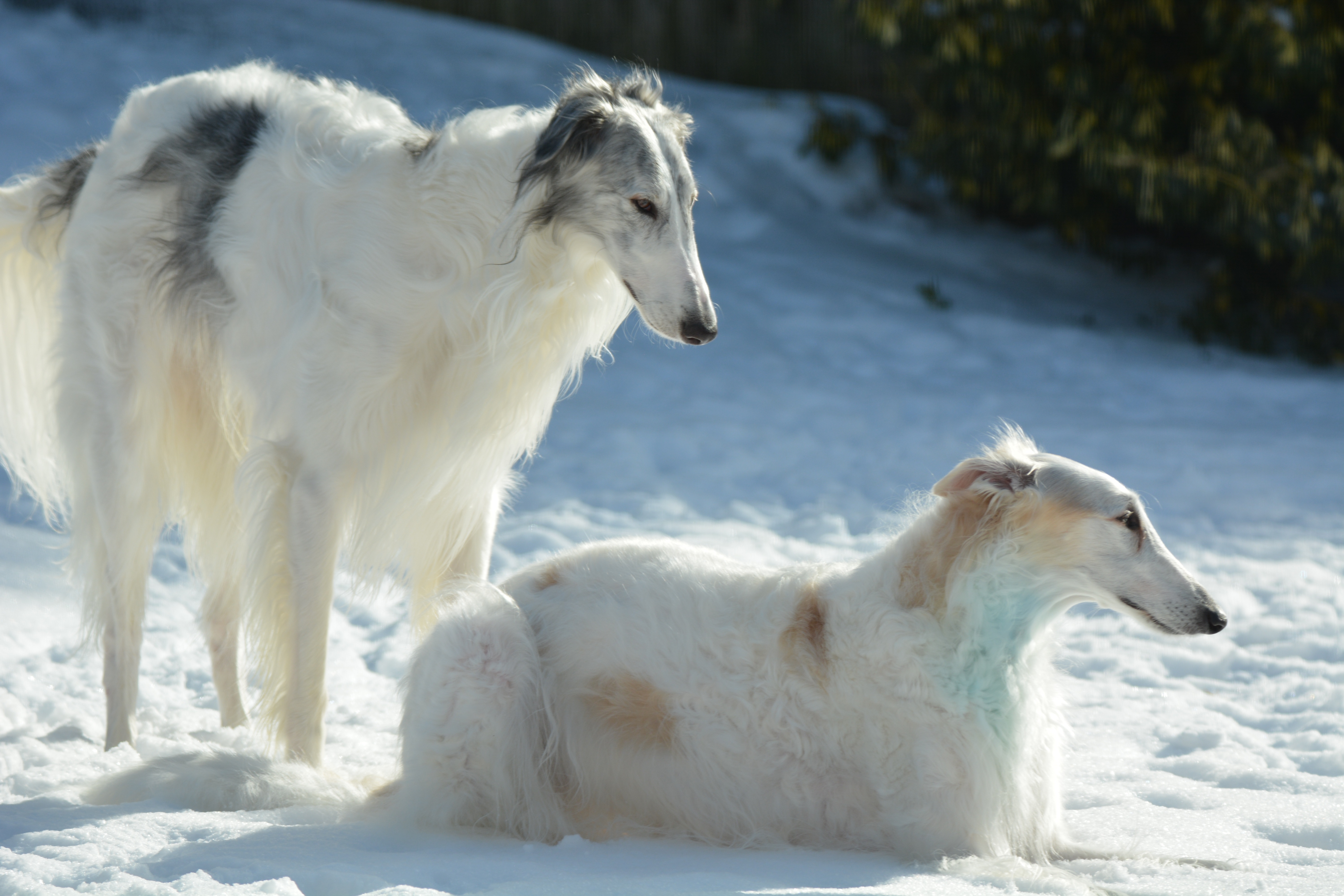 Two borzois on snow